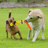 Interactive Squeaky Dog Tug Rope Toy - petazaustralia