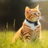 Pet Collar Camera, Coin - Sized Wireless Video Recording Cat Camera, No WiFi Required - petazaustralia