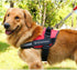 Moemoebear Adjustable Dog Harness Vest Chest Walk Out - petazaustralia