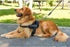 Moemoebear Adjustable Dog Harness Vest Chest Walk Out - petazaustralia