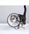 Dog Cat Collar Elizabeth Circle Anti Bite Feeding Healing Brace Cover - petazaustralia