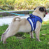 Dog Cat Harnesses Vest Reflective Safety and Leash Set - petazaustralia