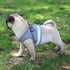 Dog Cat Harnesses Vest Reflective Safety and Leash Set - petazaustralia