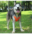 Dog Harness Vest Adjustable Reflective Breathable Mesh Blue - petazaustralia